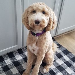 Chloe - Labradoodle