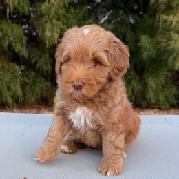 Maroon Boy - Caramel red male Australian Labradoodle puppy in West Union, South Carolina from Golden Corner Labradoodles, LLC