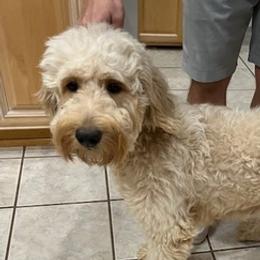 Goldendoodles from Coastal Georgia Exotics