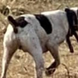 German Shorthaired Pointers from Harts Hill Kennel