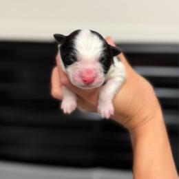 Havoc - Black and white male Border Collie puppy in Kalispell, Montana from North Fork Border Collies