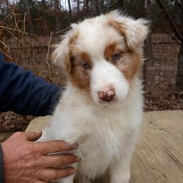 Australian Shepherd Puppies from Cavalier Australian Shepherds