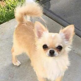 Mickey - Chihuahua
