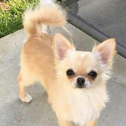 Mickey - Chihuahua