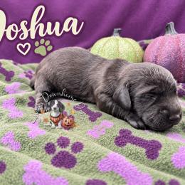 Joshua - Cream male Dachshund puppy in Hockley, Texas from Shans Down Home Doxies