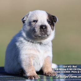 Charlie Girl 2 - Red speckled female Australian Cattle Dog puppy in Point, Texas from Lakylu Kennels
