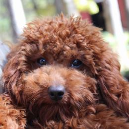 Poodle puppies from Miller Poodles