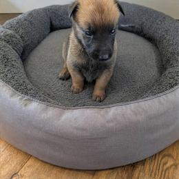 Boy 1 - Mahogany male Belgian Malinois puppy in Paynes Corner, Virginia from Von-Zito Belgian Malinois