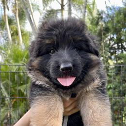 German Shepherd Puppies from Broward Shepherds
