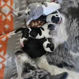 Boy 2 - Black and white male Cardigan Welsh Corgi puppy in Natchitoches. La, Louisiana from Bleu Bayou Corgis