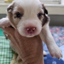Ruby - Red merle female Miniature Australian Shepherd puppy in Dunnellon, Florida from Ever After Mini Aussies