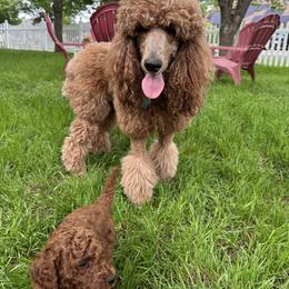 Poodle All Grown Up from Kathryn Casey
