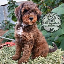 Pumpkin Spice - Merle male Bernedoodle puppy in Graham, Texas from 2 Rose Ranch Doodles