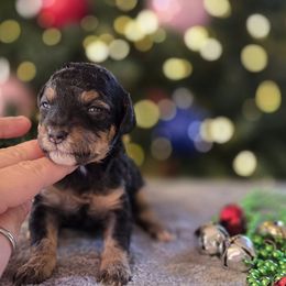 Cider - Phantom male Poodle puppy in Taylors, South Carolina from Sosebees toy & mini poodles