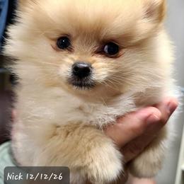Nick - Orange male Pomeranian puppy in Cabot, Arkansas from Merri's Pom's