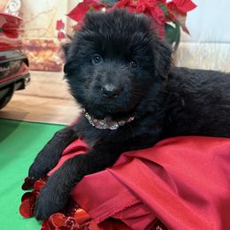 German Shepherd Puppies from Vom Archbold Haus World Class German Shepherds