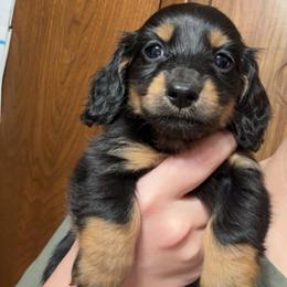 Dutton (PET ONLY) - Black and tan male Dachshund puppy in Goldthwaite, Texas from Mini Mama Dachshunds