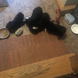 Australian Shepherd and Collie Puppies from Nicara kennel