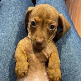 Ella - Brindle female Dachshund puppy in Spring Hill, Florida from Adorable Doxxies