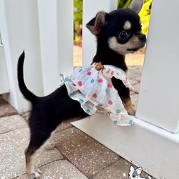 Licorice 8,000 - Black and tan female Chihuahua puppy in Naples, Florida from Naples Tiny Dogs