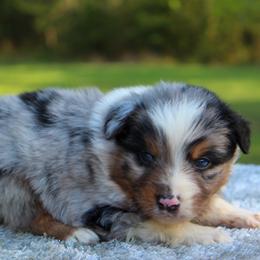 Sunny - Blue merle male Miniature Australian Shepherd puppy in Bauxite, Arkansas from J and B Mini Aussies