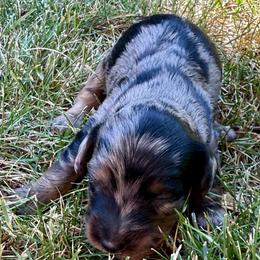 Preston - Dapple male Dachshund puppy in Salem, Oregon from Longdox Mini Dachshunds