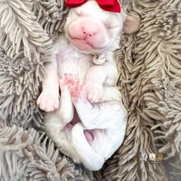 Flannel - Parti female Goldendoodle puppy in Lima, Ohio from Hommel’s Mini Darling Doodles