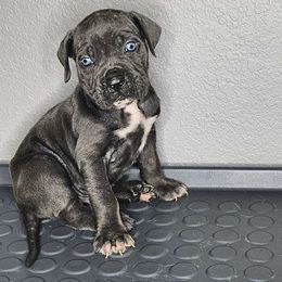 Cane Corso Puppies from Trained To Go Corso Kennels (T.T.G. Corso Kennels)
