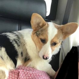 American Corgis and Pembroke Welsh Corgis from Co-Pilot Corgis