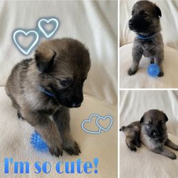 German Shepherd Puppies from Devon Rugerio's German Shepherds