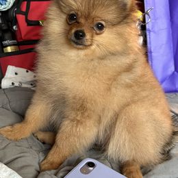 Bailey - Orange sable male Pomeranian puppy in Clovis, California from Netzi Poms
