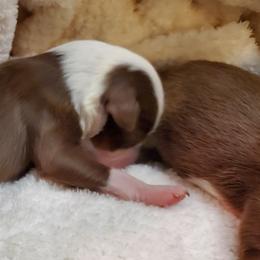 Miniature Australian Shepherd Puppies from Barnyard Mini Aussies