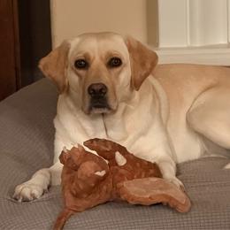 Emma - Labrador Retriever