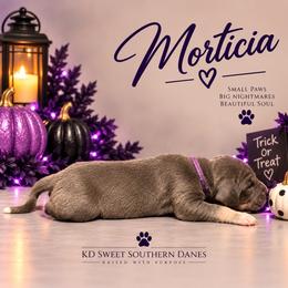Morticia - Blue female Great Dane puppy in Montgomery, Texas from KD Sweet Southern Danes