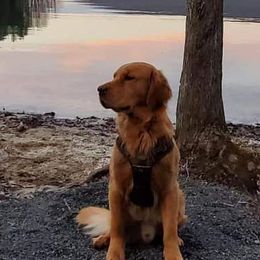 Golden Retrievers from Misty’s Mountain Goldens