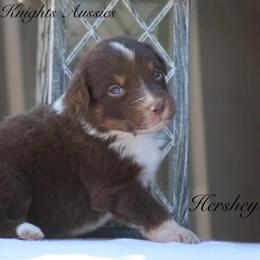 Hershey - Red tri-color male Australian Shepherd puppy in Ceres, California from Knight's Aussies