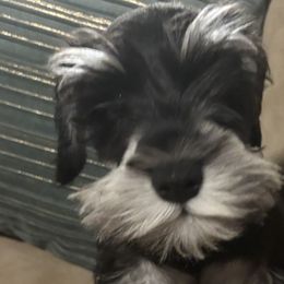 Miniature Schnauzers from Ana's Black & Silver Schnauzers