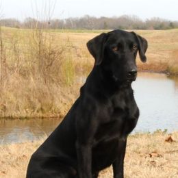 Archer - Labrador Retriever