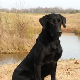 Archer - Labrador Retriever
