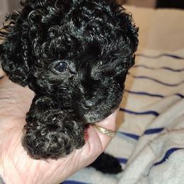 Poodle puppies from Polk County Peekapoos