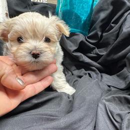 Knox - White and tan male Morkie puppy in Taylorsville, North Carolina from Mountain Top Hot Tailz