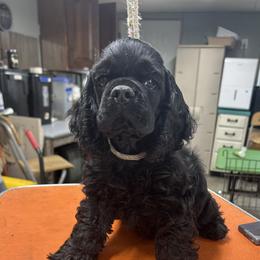 Cocker Spaniel puppies from Ashwood Cockers