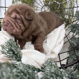 Alfie - Chocolate dilute male Chinese Shar-Pei puppy in Hugo, Oklahoma from Mini Hippo Land