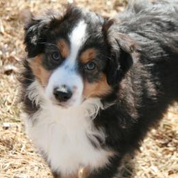 Koda - Black tri male Miniature Australian Shepherd puppy in Fairview, South Dakota from Dakota Toy Aussies