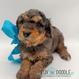 Teal - Chocolate merle female Bernedoodle puppy in Camden, North Carolina from Luv My Doodle