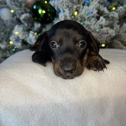 Kaden - Black and tan male Dachshund puppy in Mountain Grove, Missouri from Happy Hounds and More🐾
