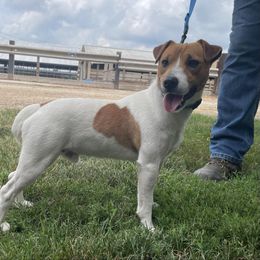 Oliver - Jack Russell Terrier