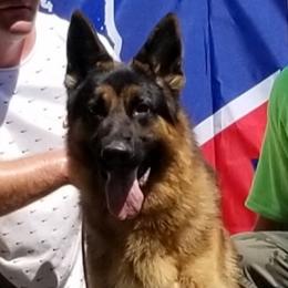 Zango - German Shepherd