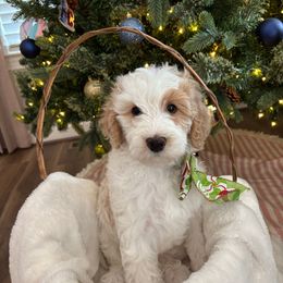 Judo - White female Bernedoodle puppy in Sparrows Point, Maryland from Rosie’s Puppies
