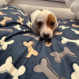 Boy 2 - Piebald male Dachshund puppy in Spokane, Washington from Dearhaven Doxie